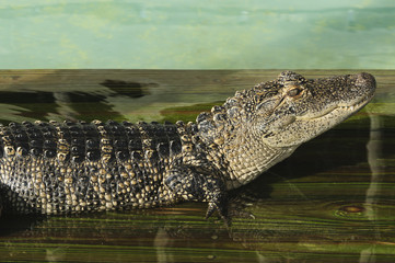 Alligator