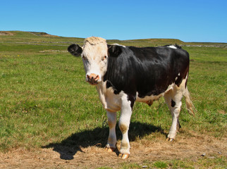 Fototapeta na wymiar Irish bull