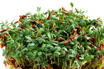 Fototapeta premium cuckoo-flower green sprouts