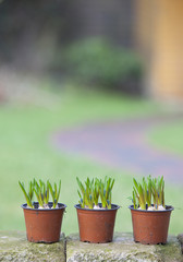 hyacinth flowerbulbs ready for planting in the flowerbed.