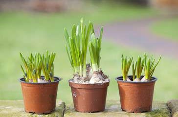 Narzisse und Hyazinthen Blumenzwiebeln im Garten