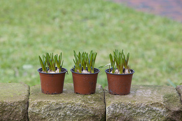 hyacinth flowerbulbs ready for planting in the flowerbed.
