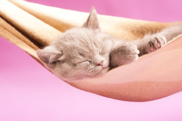 sleeping kitten in a hammock