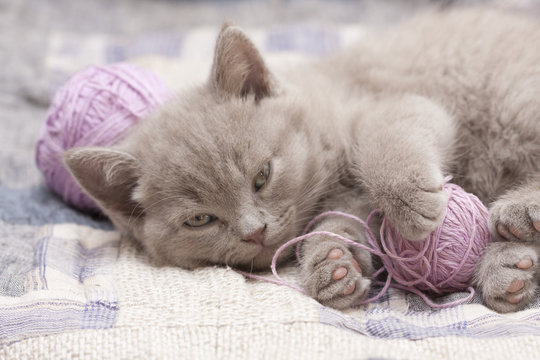 sleeping kitten rare color (lilac)  playing with a ball of yarn