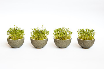 Four easter flowerpots with sprouted corn