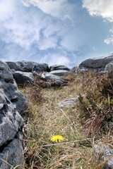 Fototapeta premium burren yellow flower plant life