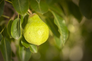 young pear growing on tree