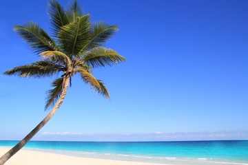 Obraz na płótnie Canvas Karaibów kokosowego palmy w turkus morza