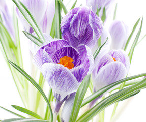 Crocus flowers on white