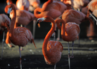 Flamingo on a sunset.