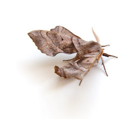 Sphinx Moth