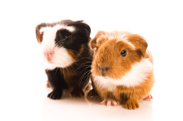 baby guinea pig