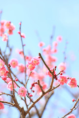 ピンクがきれいな紅梅