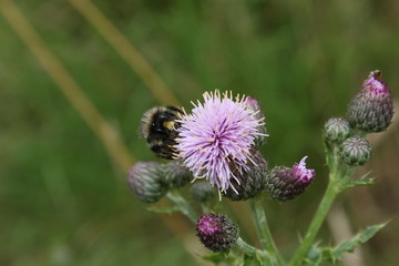 bee getting nectar from thistle flower © zollster