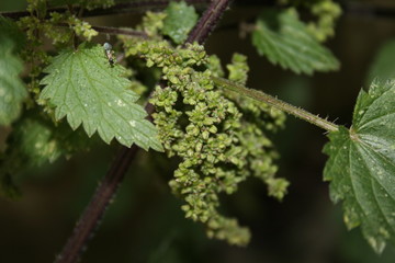 Stinging Nettle Urtica urens