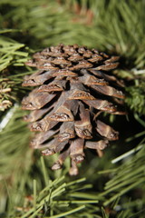 fir cone