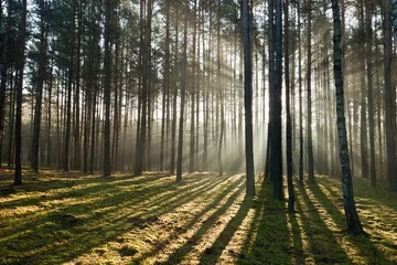 Rolgordijnen Mysterious forest © shaiith