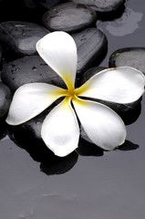 Still life with Frangipani flowers and pebbles