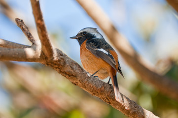 Fototapeta premium ジョウビタキ