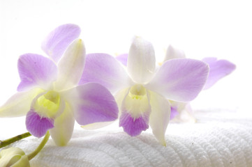 beautiful pink orchid on towel