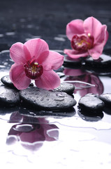 still life with pink orchid reflection