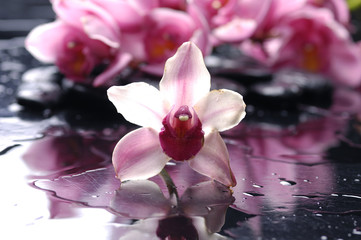 Zen stone and pink orchid with reflection
