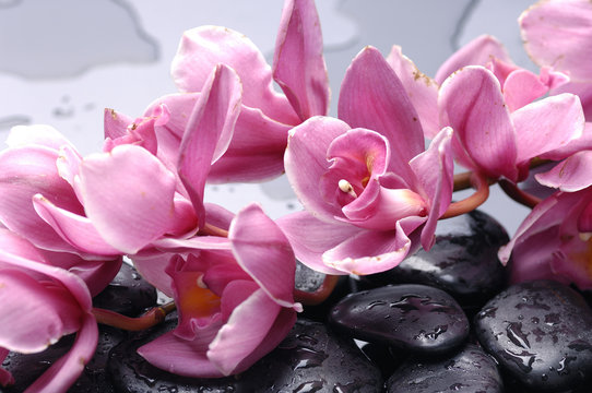 Fototapeta Set of cattleya orchid flower and stone with water drops
