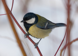 Fototapeta premium Portrait of a titmouse