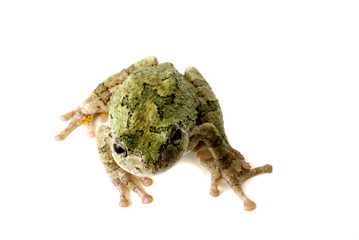 Fototapeta premium Tree Frog Looking Up
