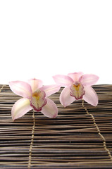 Two tiger's violet orchid on bamboo mat