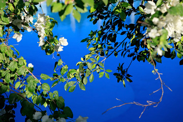 Bougainvillea Glabra.