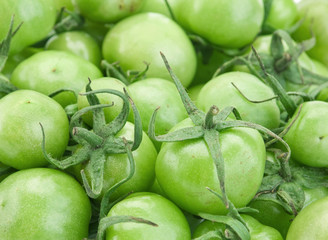 Green raw tomato