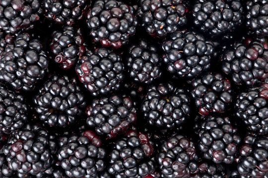 Blackberry berry