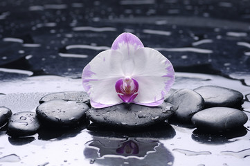 still life with pebble and macro of orchid with water drops