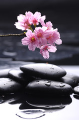 therapy stones with beautiful orchid with reflection