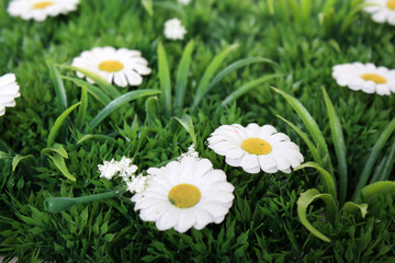 Obraz premium Frühling