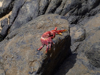 Krabbe on the Rocks