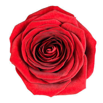 Perfect Red Rose Flowerhead Isolated on White