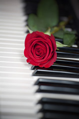 rose and piano