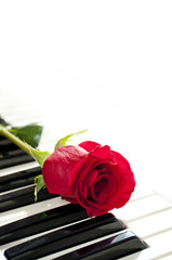 Naklejka premium rose and piano