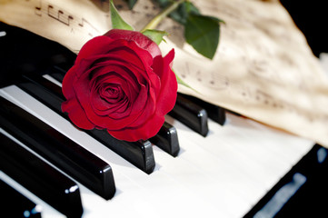 rose and piano