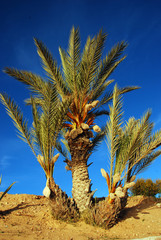 Palmen auf Djerba