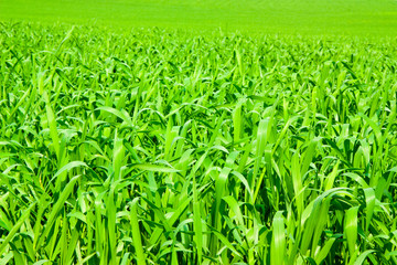 Obraz premium Fresh green grass