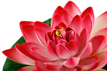 fleur rouge de lotus
