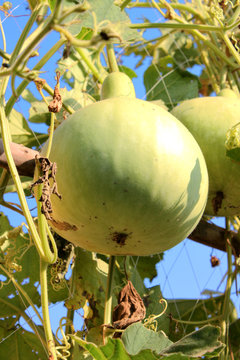 Bottle gourd - Legenaria sicerari stand.
