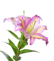 Lily 'Tom Pouce'