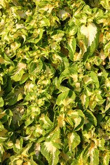 Coleus atropurpurrus Benth