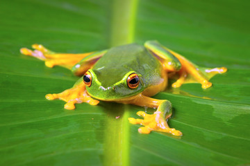 Fototapeta premium Beautiful green frog sitting on leaf