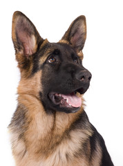 portrait d'un berger allemand