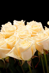 cream roses